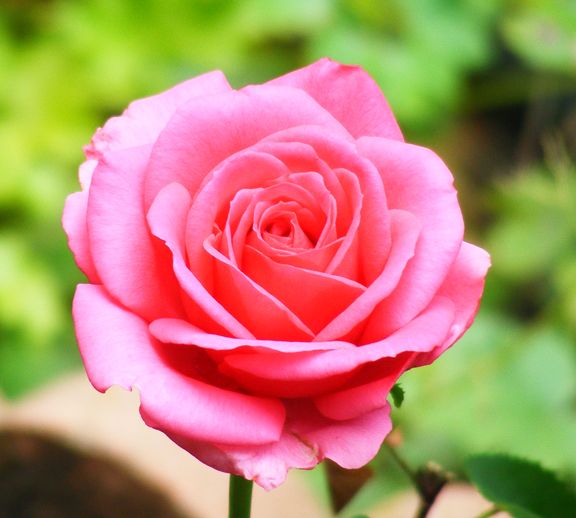 Voluptuous photo vol2013_07050008_zps31b34799.jpg